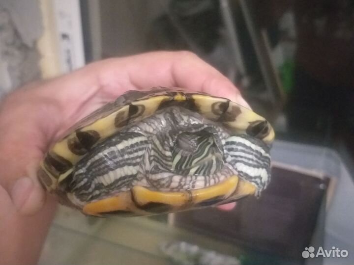 Черепаха