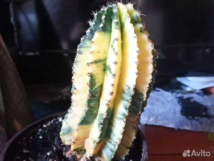 Кактус Cereus forbesii