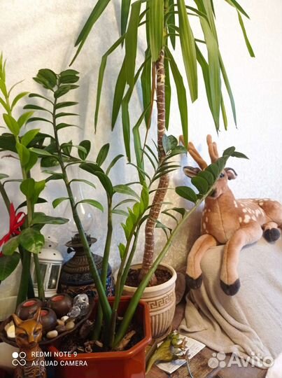 Замиокулькас