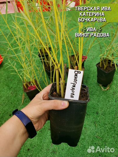 Саженцы сортовой ивы Виноградова для плетения