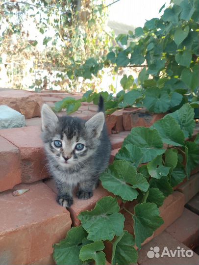 Котята девочки