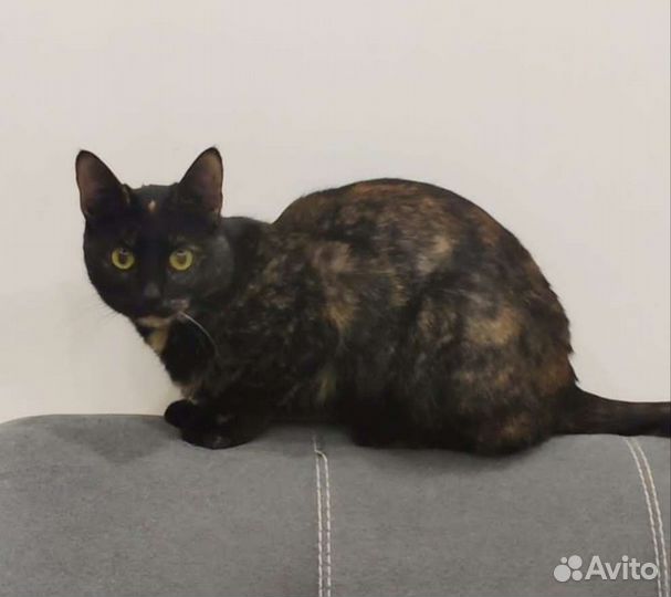 Стерилизованная молодая кошечка в добрые руки