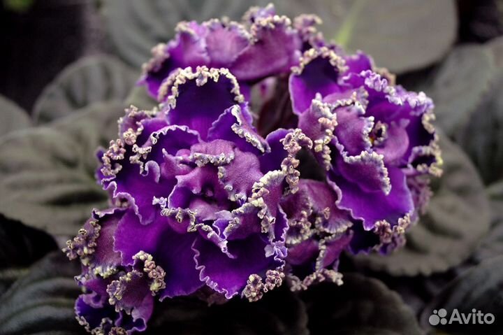 Крупноцветковые сенполии. Фиалки