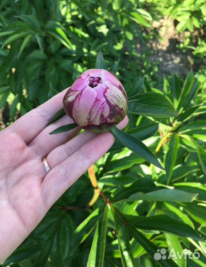 Саженец пиона сорта 