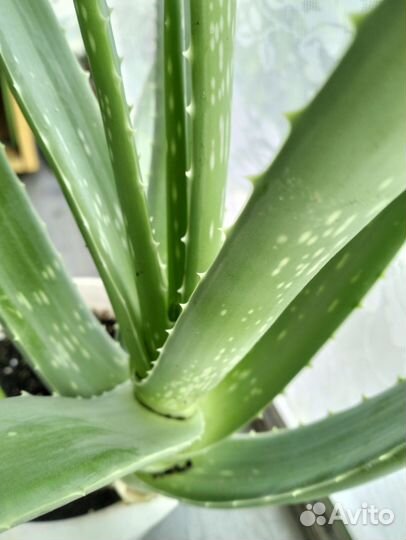 Алоэ вера на срез