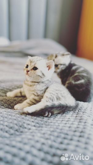 Шотландские котята