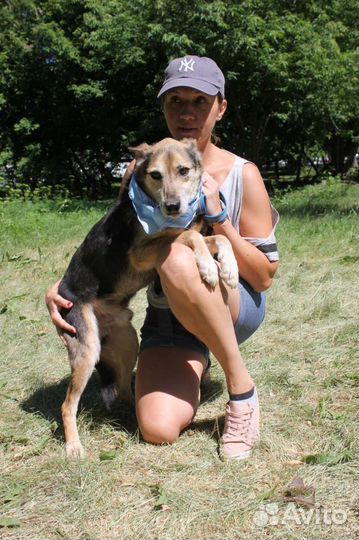 Добрейший пёс Сэм не может быть в приюте