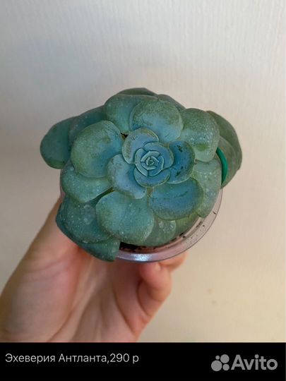 Суккуленты