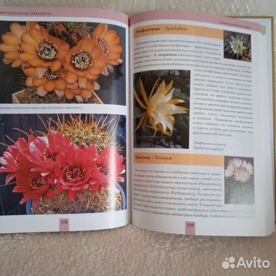 Книги комнатные цветы кактусы