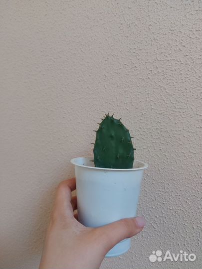 Кактус Опунция