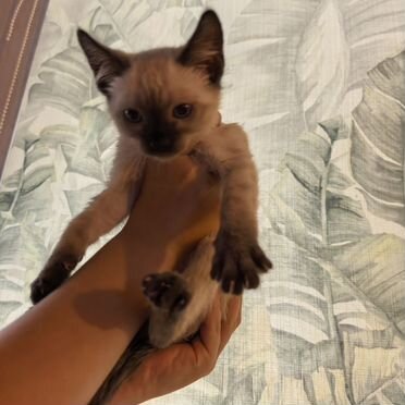 Бенгальский длинношёрстный котёнок
