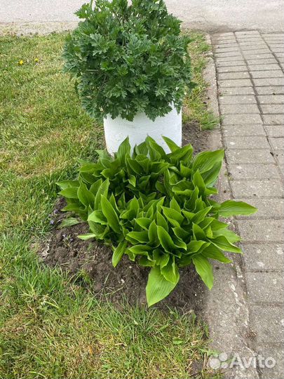 Хоста растение