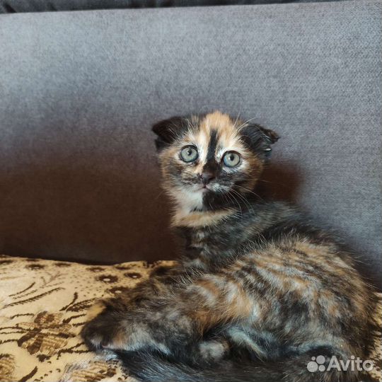 Британские котята