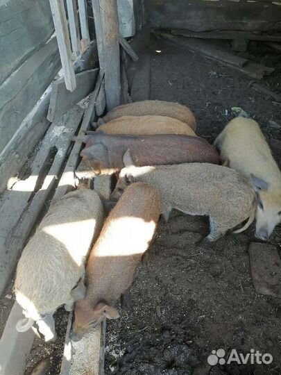 Поросята