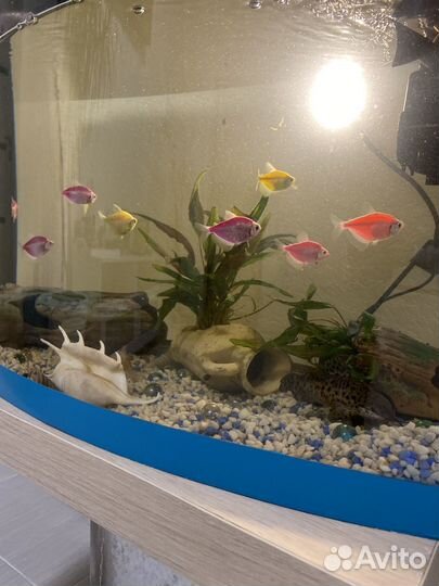 Аквариум с рыбками