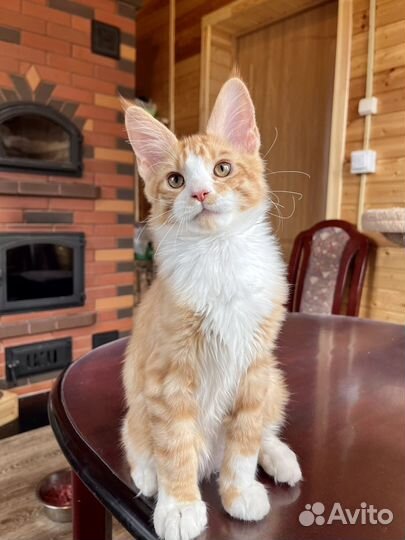 Мейн-кун котик