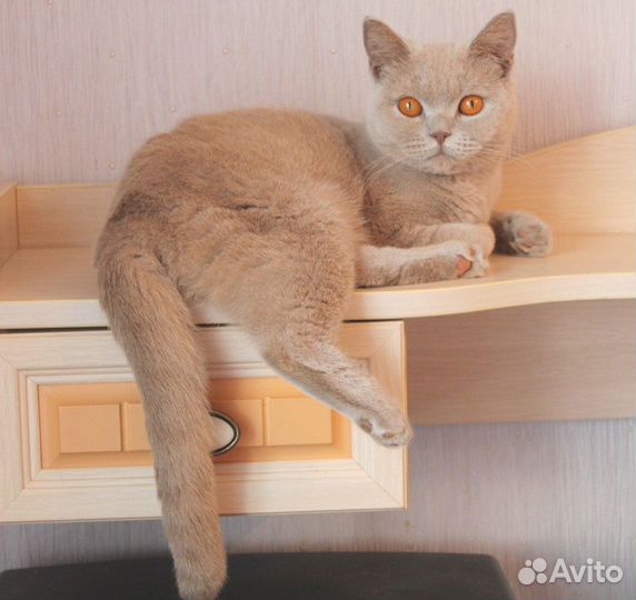 Британская кошечка