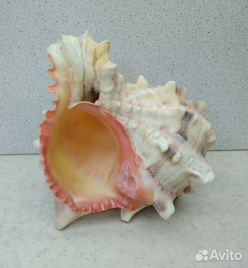 Мурекс Брассика 11,4 морская ракушка раковина