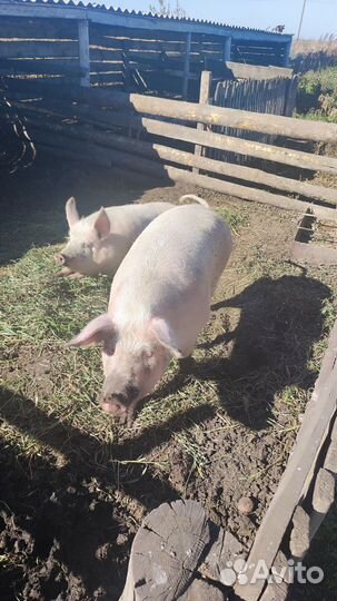 Мясо свинина домашняя