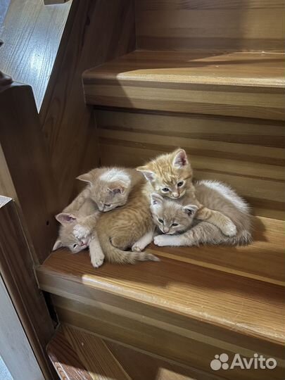 Котята майкун