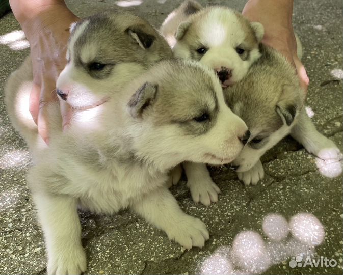 Щенки сибирской хаски
