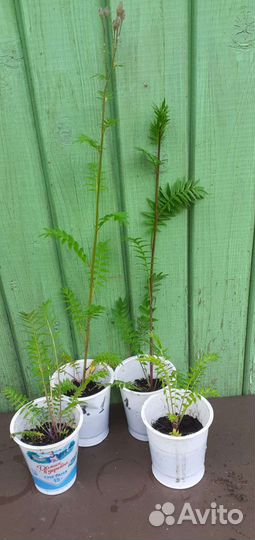 Синюха лекарственная