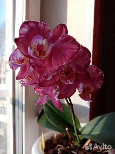 Орхидея фаленопсис сорт Капучино