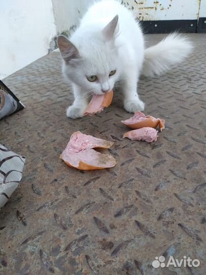 Кошечка ищет дом