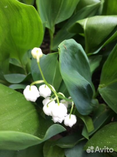 Дицентра,ландыши