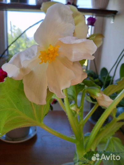 Бегония белая, клубневая