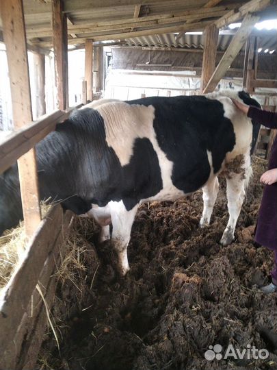 Бык на племя