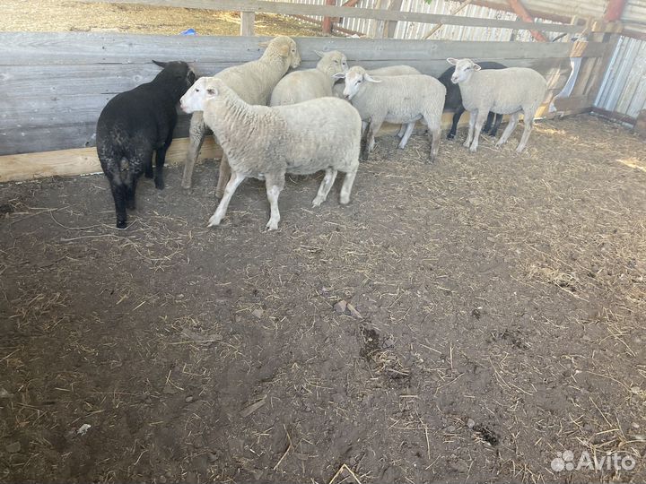 Овцы бараны ягнята