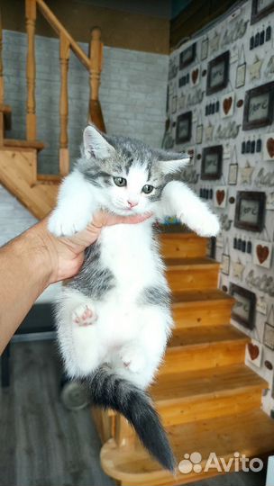 Британские котята
