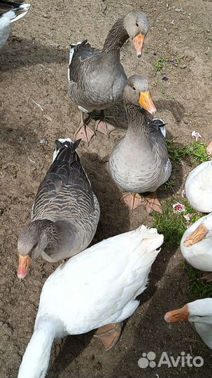 Гуси на мясо