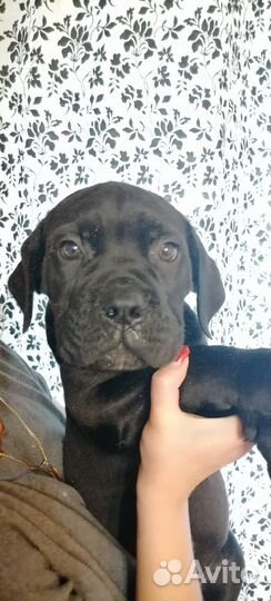 Щенки кане Корсо