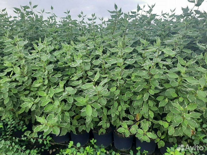 Дерен белый Elegantissima/80-90 см