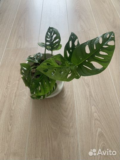 Монстера Адансона