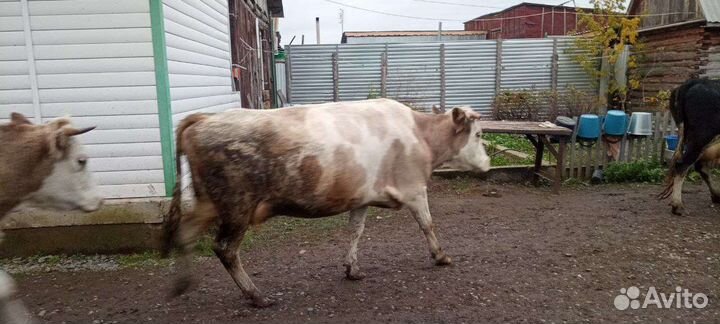 Коровы дойные молочные