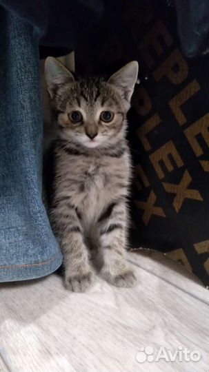 Кошки в добрые руки