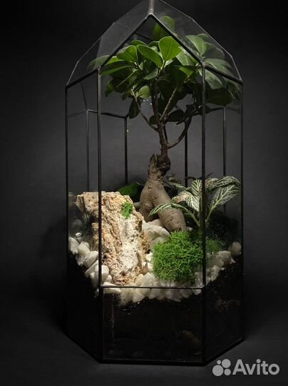 Флорариум бонсай