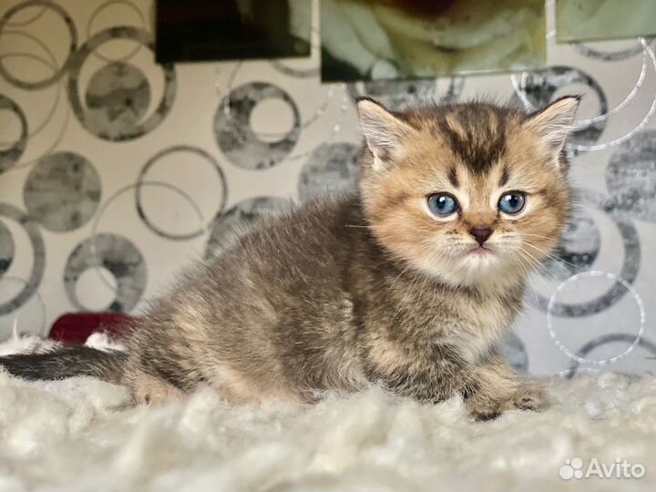 Шотландская пышка