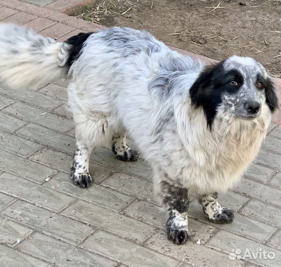 Спаниэль метис