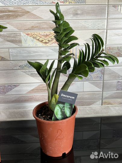 Замиокулькас зензи