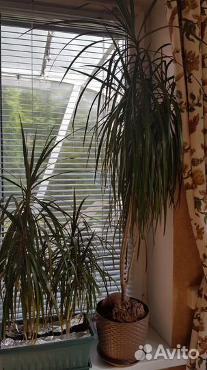 Драцена маргината