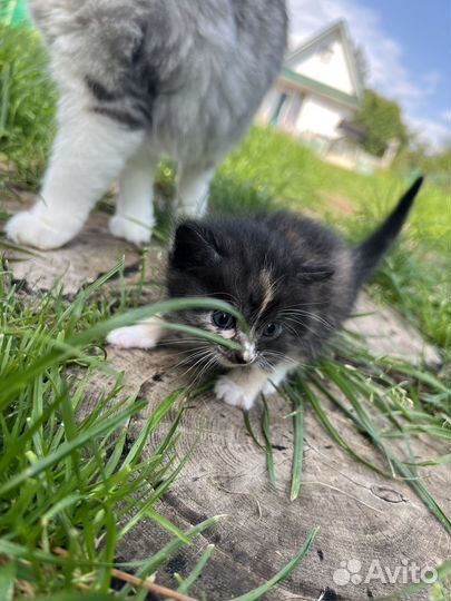 Котенок полуперс