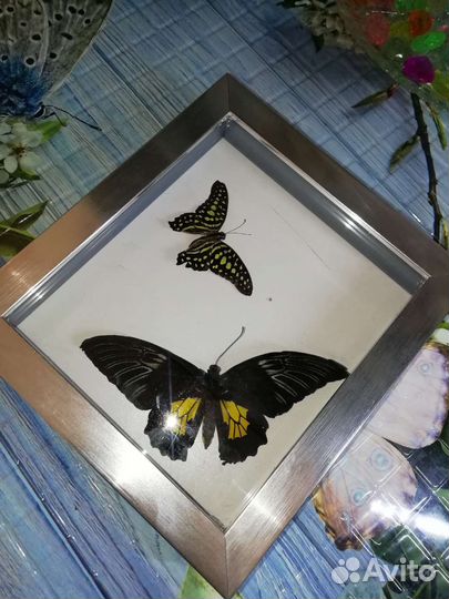 Засушенные бабочки в рамках