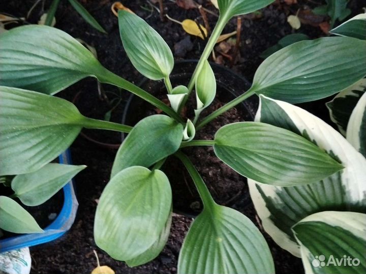 Хосты сортовые