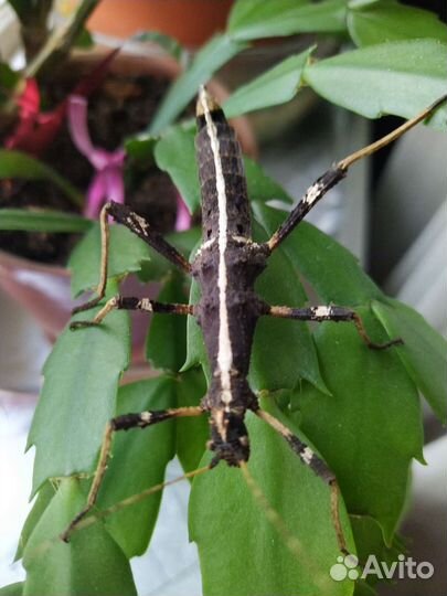 Палочники Неожиданные