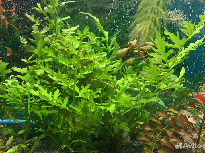 Аквариумные растения много