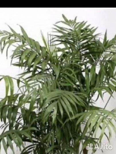 Пальма хамедорея